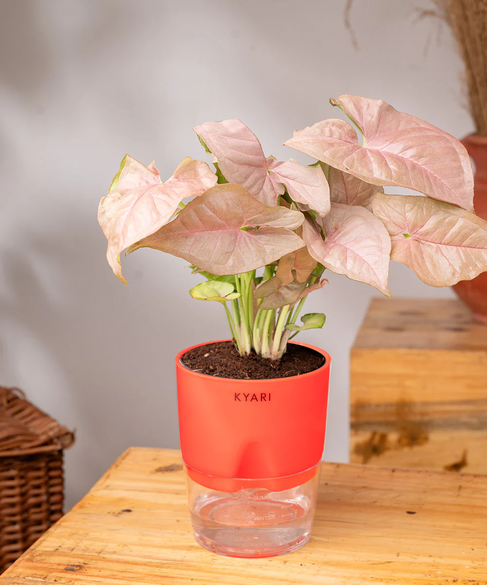 Syngonium Pink Plant With Self Watering Pot - Image 30