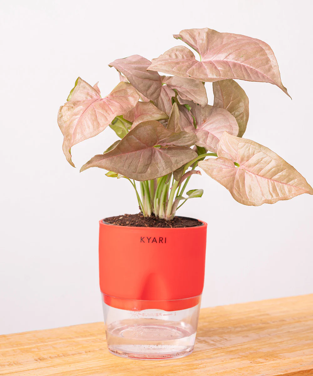 Syngonium Pink Plant With Self Watering Pot - Image 31