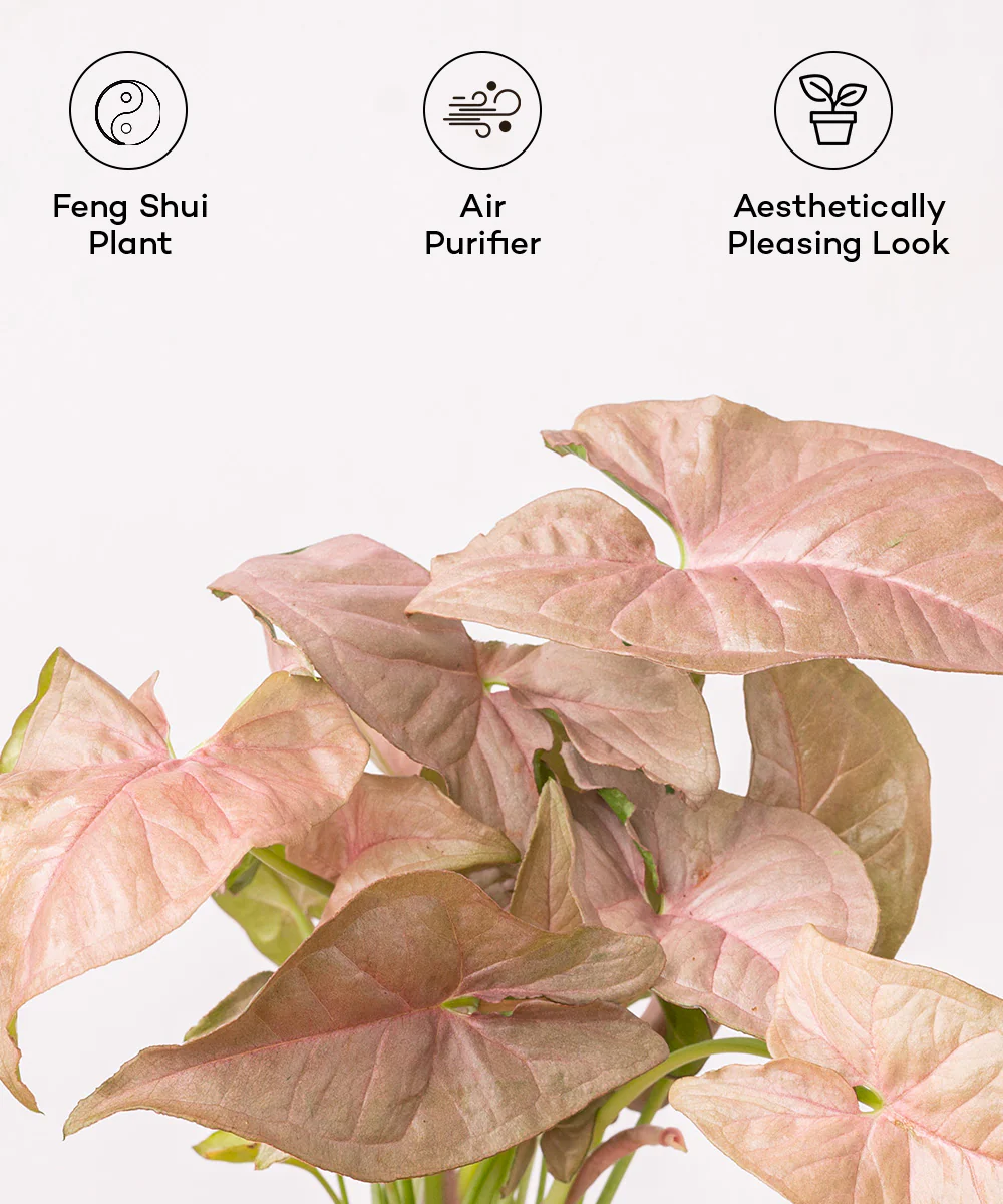 Syngonium Pink Plant With Self Watering Pot - Image 32