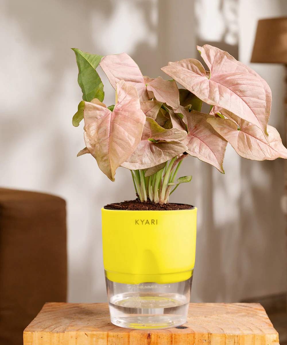 Syngonium Pink Plant With Self Watering Pot - Image 36