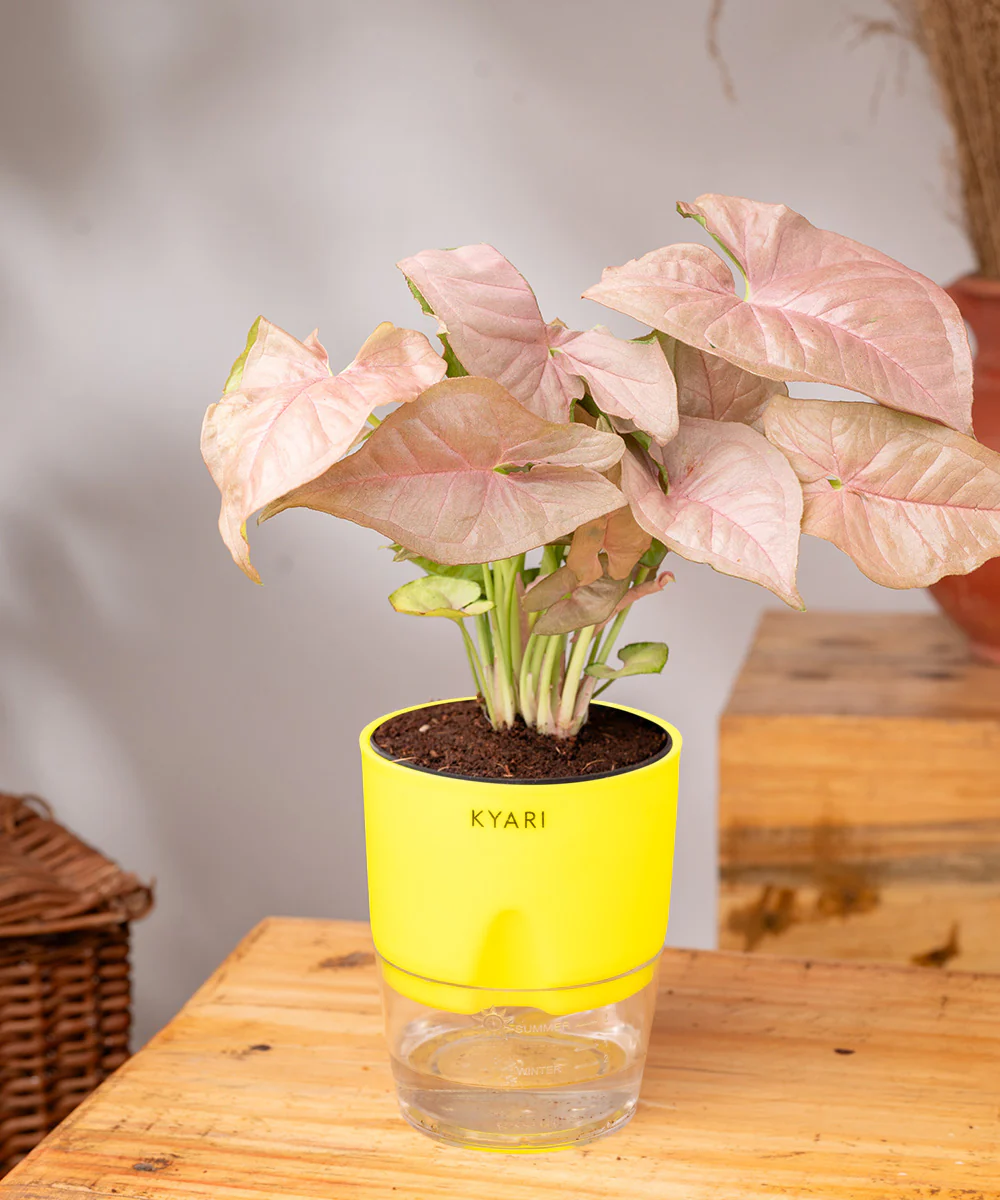 Syngonium Pink Plant With Self Watering Pot - Image 37