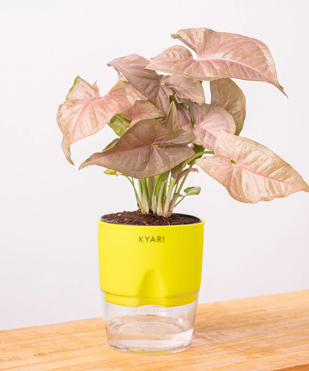 Syngonium Pink Plant With Self Watering Pot - Image 38