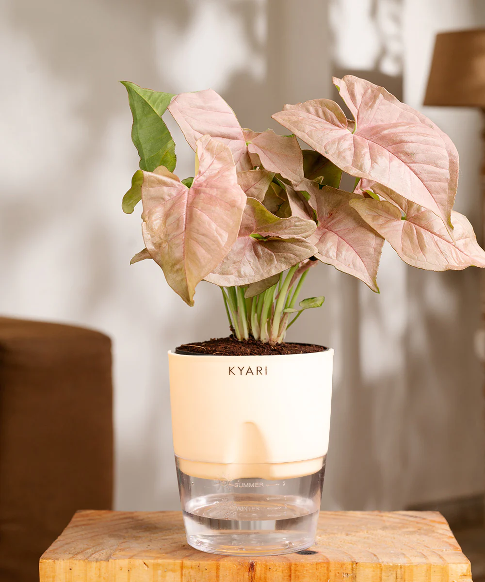 Syngonium Pink Plant With Self Watering Pot - Image 8