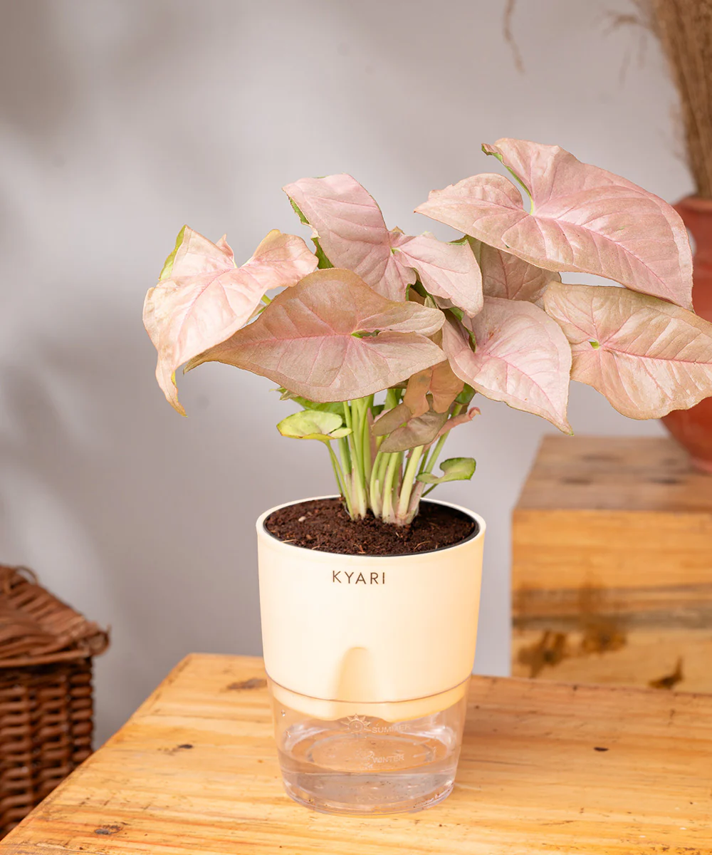 Syngonium Pink Plant With Self Watering Pot - Image 9
