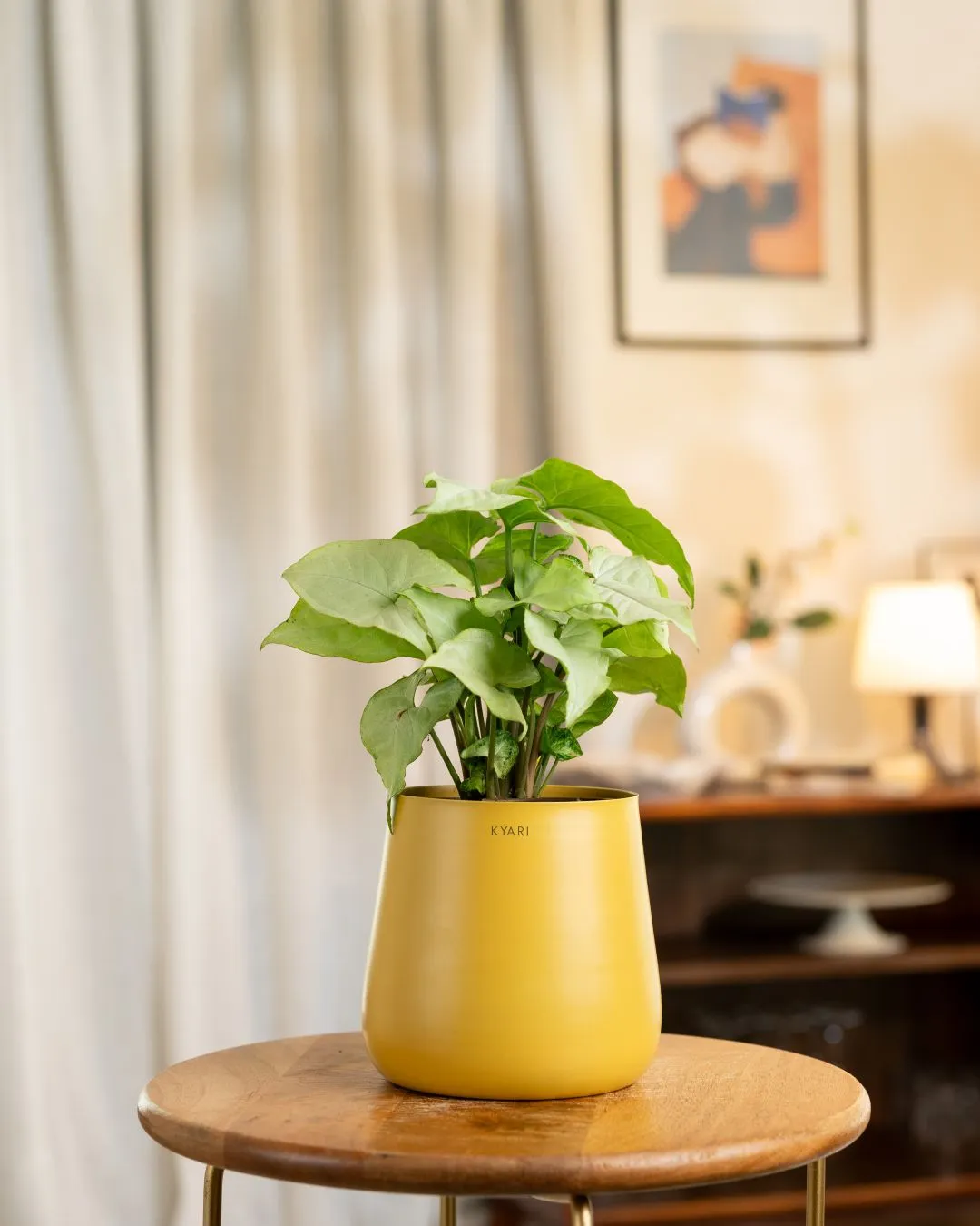 Syngonium Pixie White Plant with Medium Self Watering Pot - Image 13