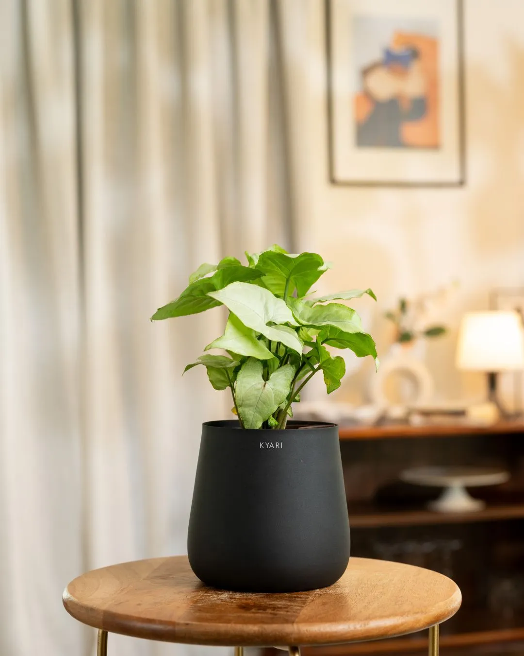Syngonium Pixie White Plant with Medium Self Watering Pot - Image 19