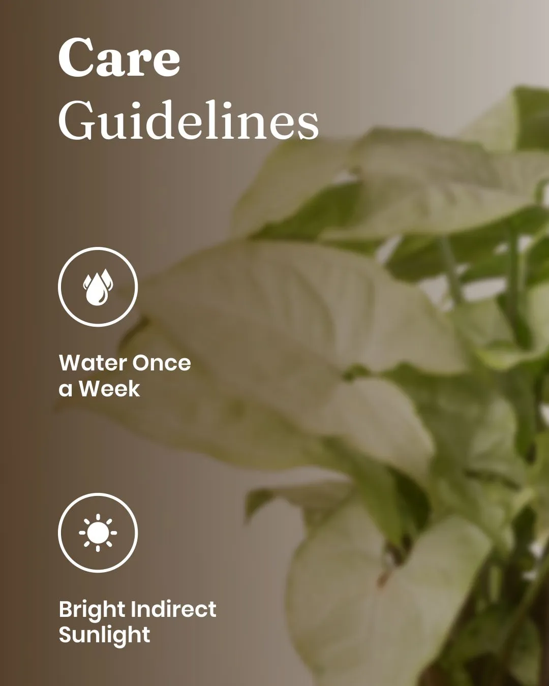 Syngonium Pixie White Plant with Medium Self Watering Pot - Image 22