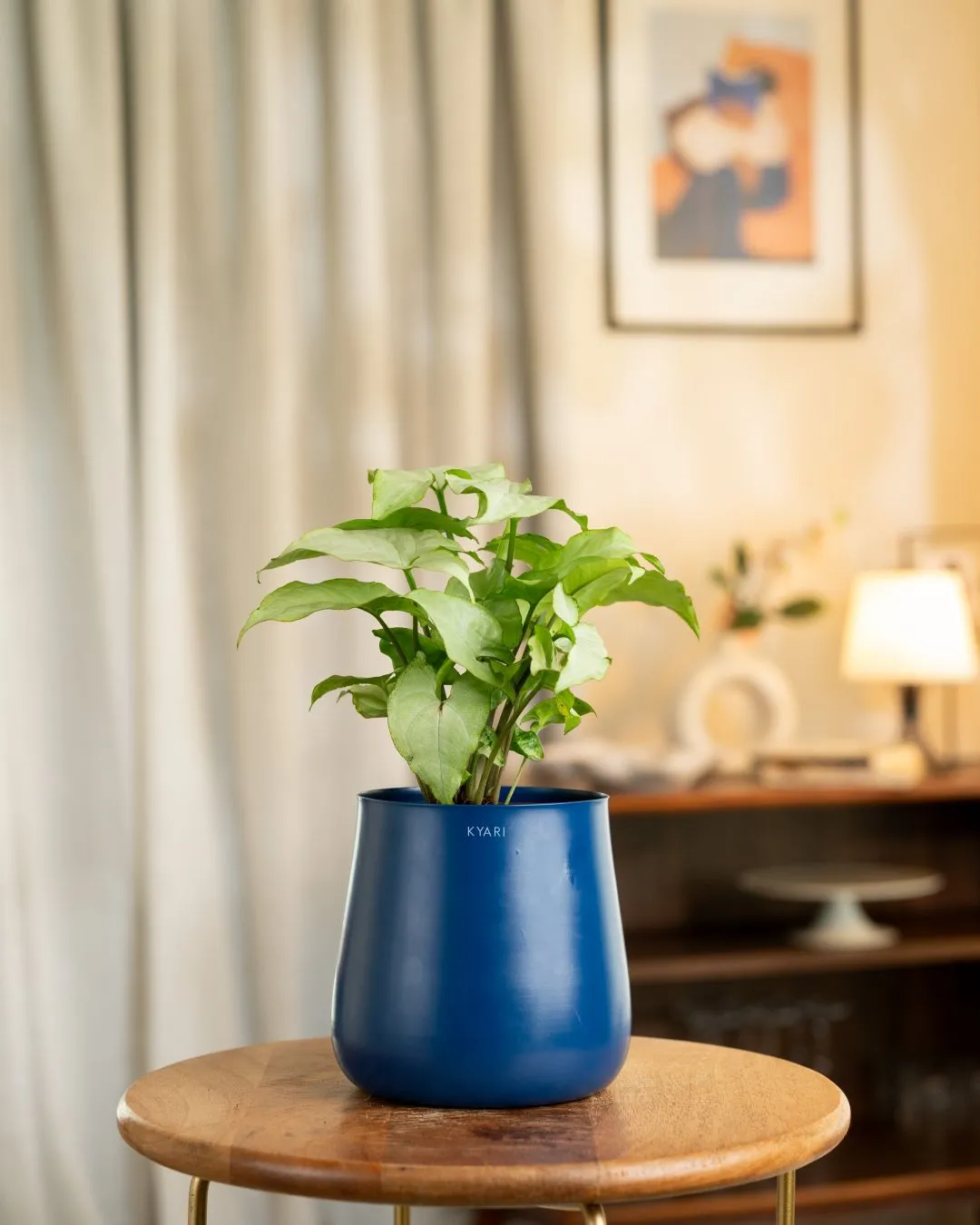 Syngonium Pixie White Plant with Medium Self Watering Pot - Image 25