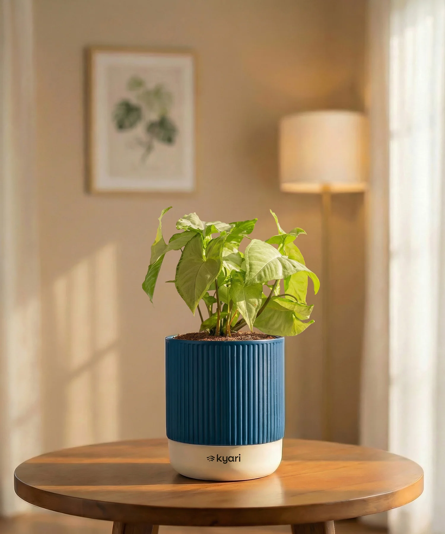 Syngonium Pixie White Plant with Medium Self Watering Pot - Image 31