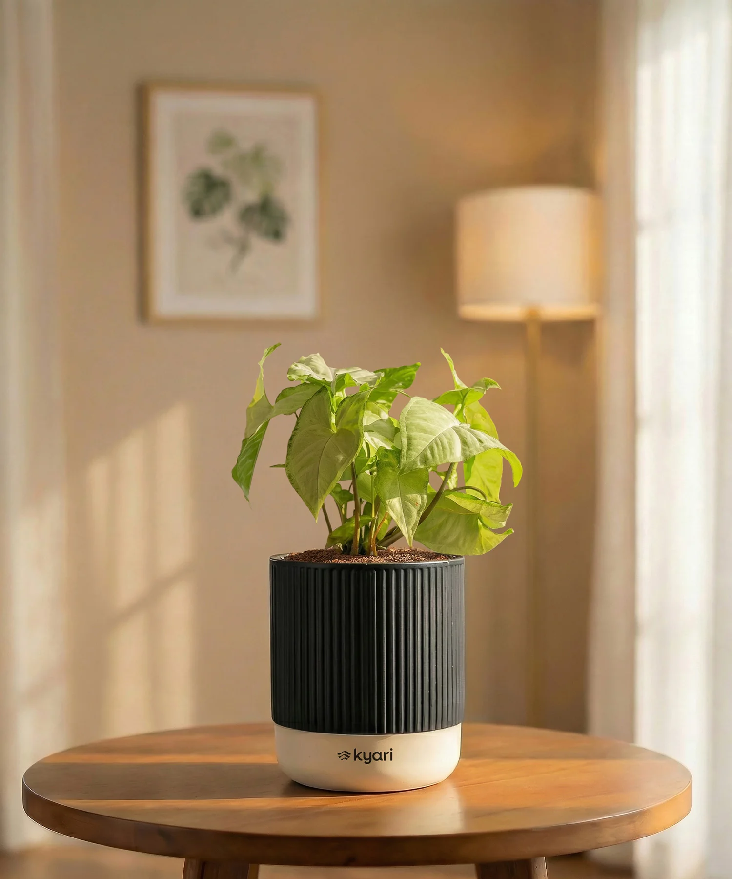 Syngonium Pixie White Plant with Medium Self Watering Pot - Image 32