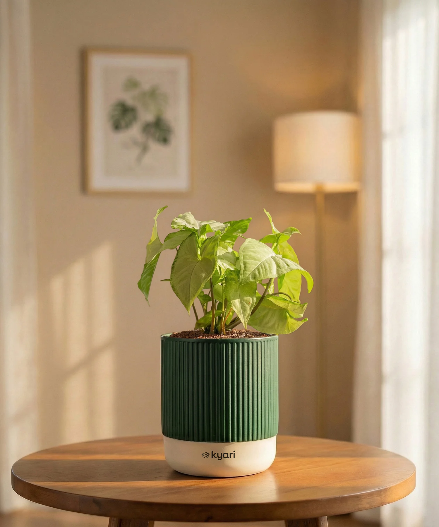 Syngonium Pixie White Plant with Medium Self Watering Pot - Image 33