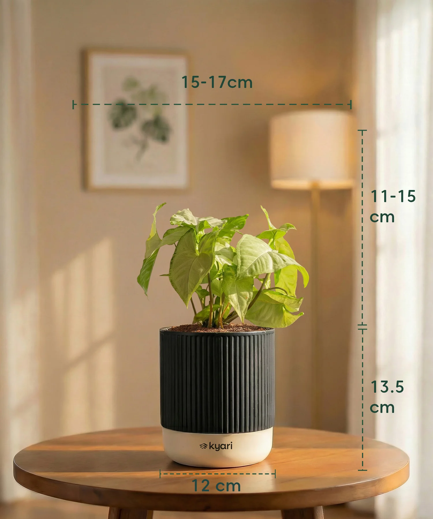 Syngonium Pixie White Plant with Medium Self Watering Pot - Image 35