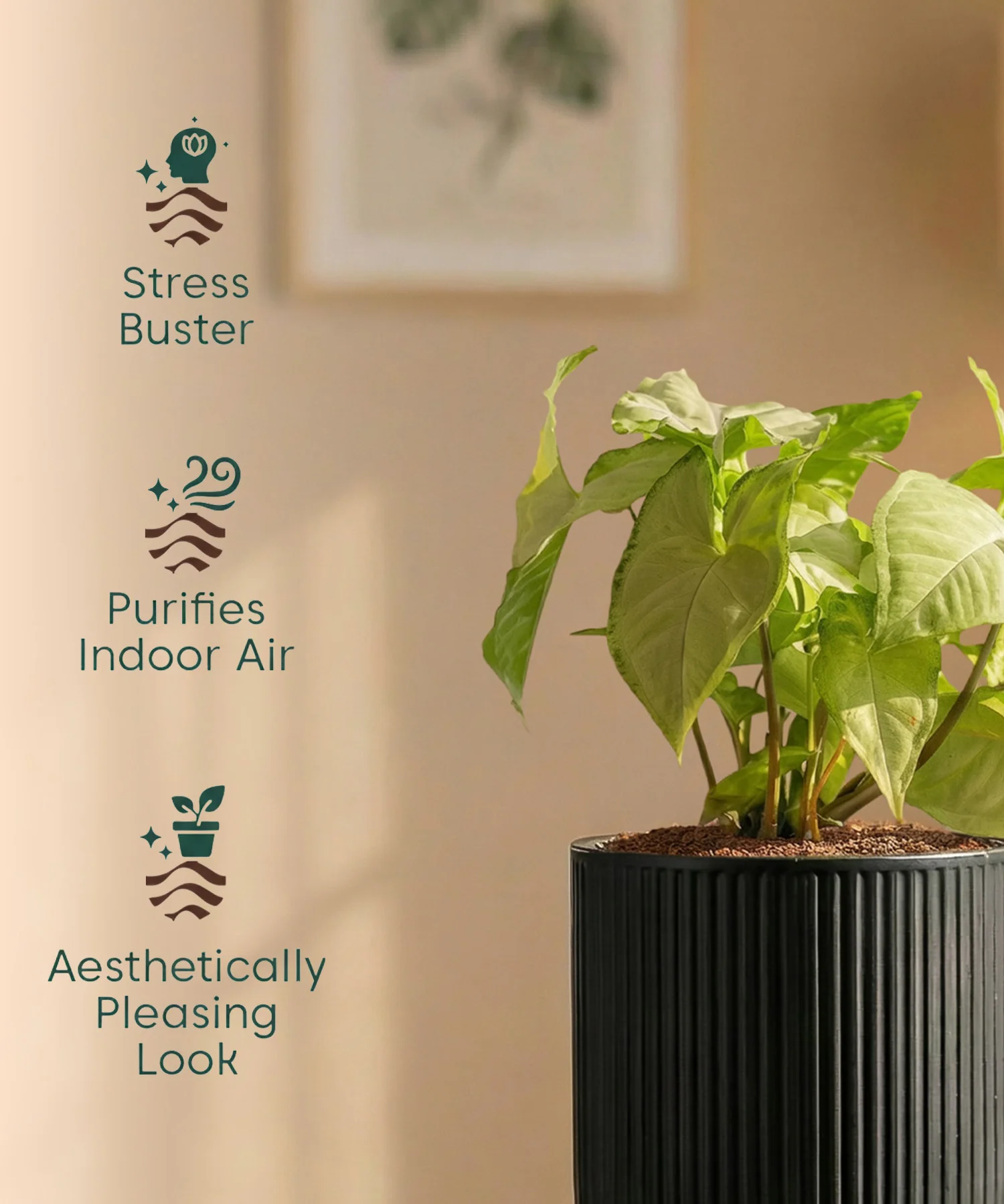 Syngonium Pixie White Plant with Medium Self Watering Pot - Image 36