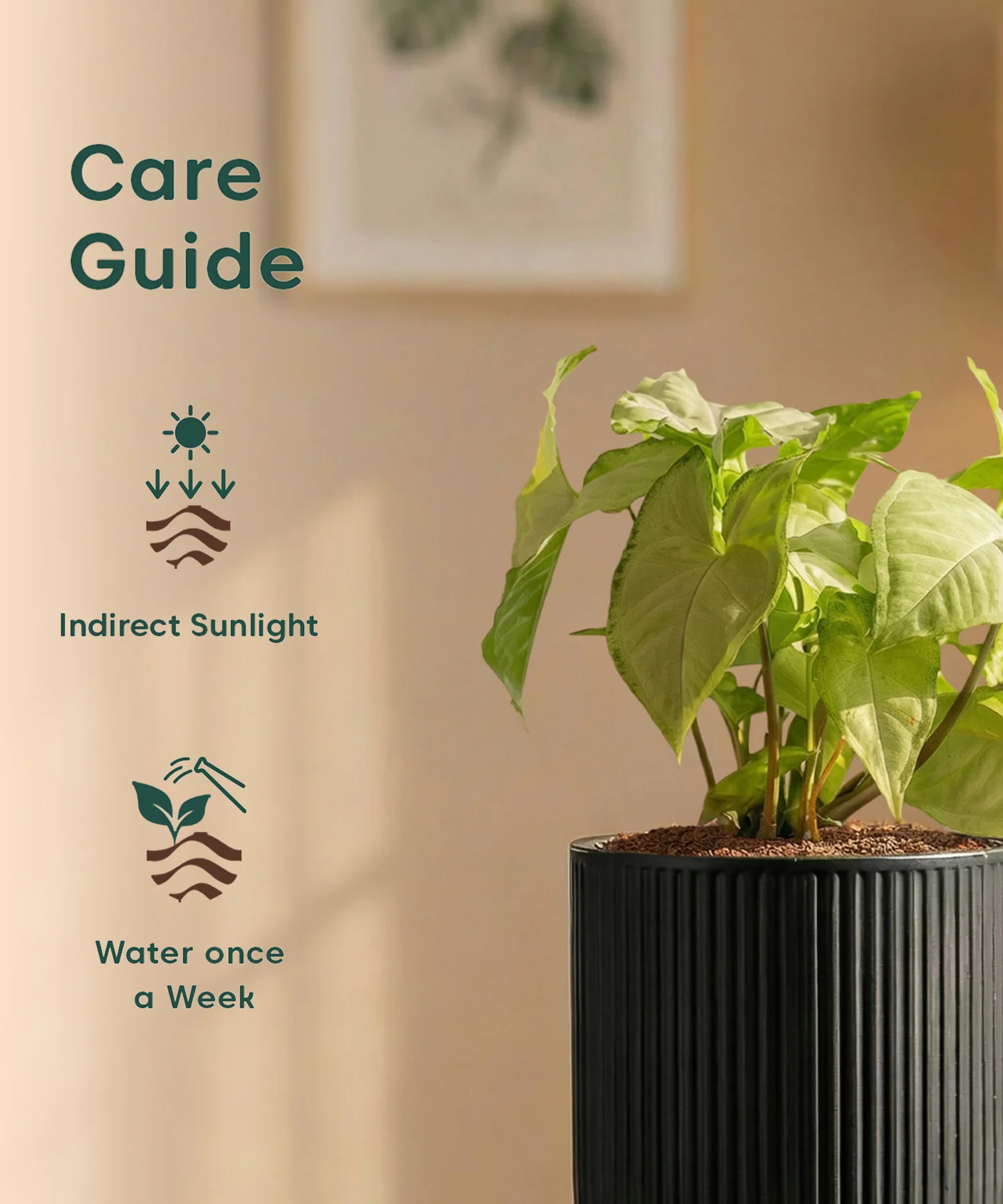 Syngonium Pixie White Plant with Medium Self Watering Pot - Image 37