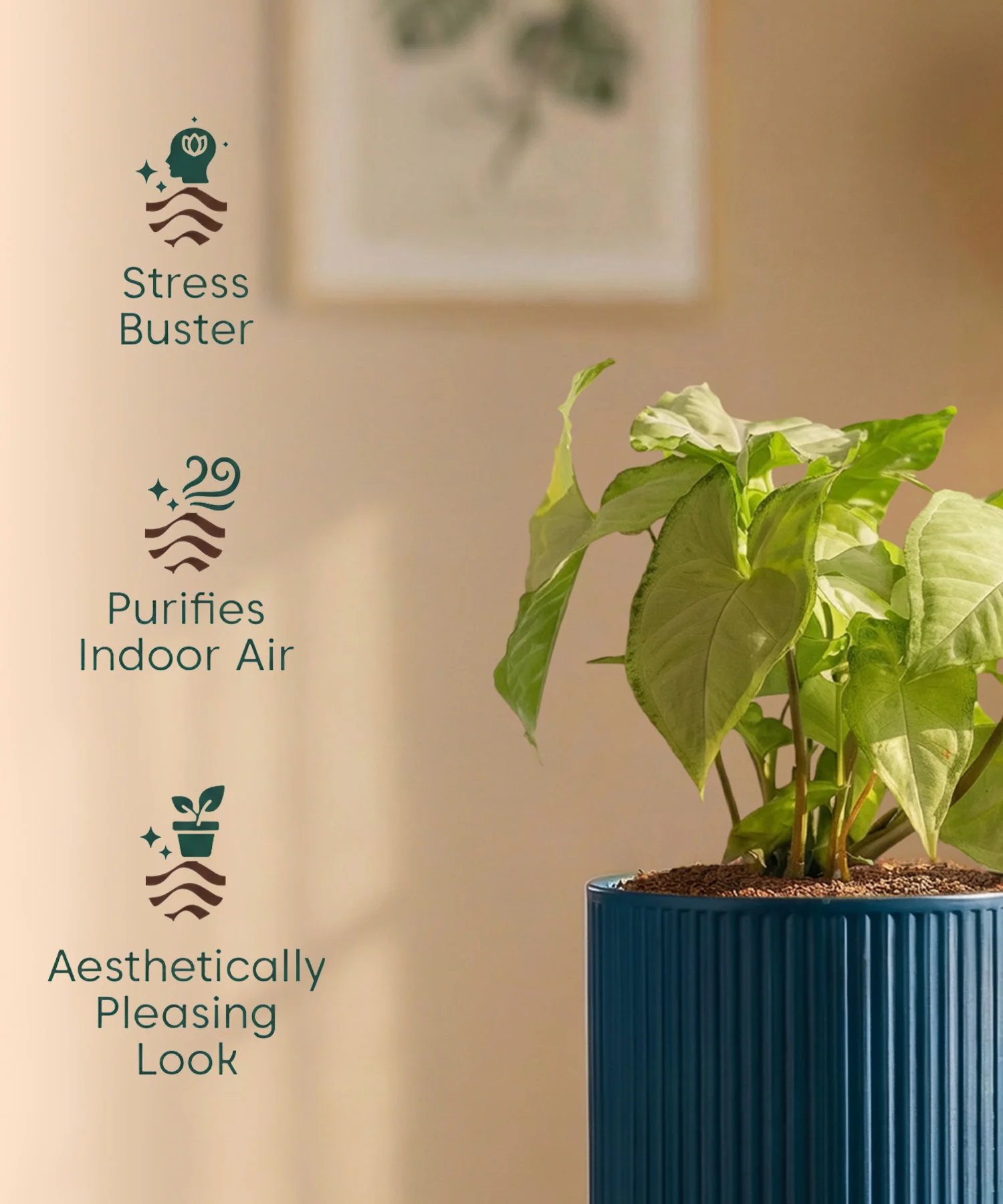 Syngonium Pixie White Plant with Medium Self Watering Pot - Image 40