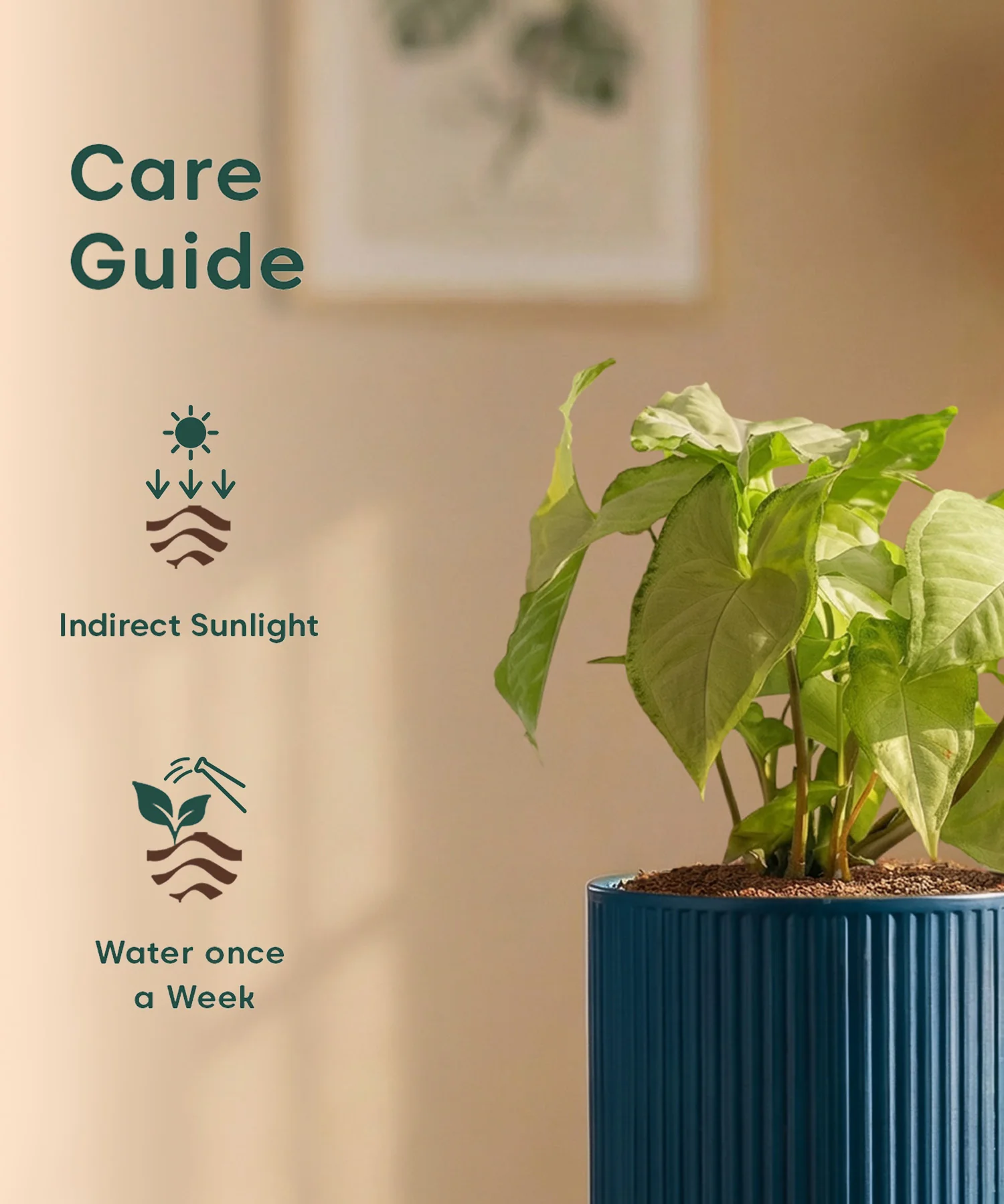 Syngonium Pixie White Plant with Medium Self Watering Pot - Image 41
