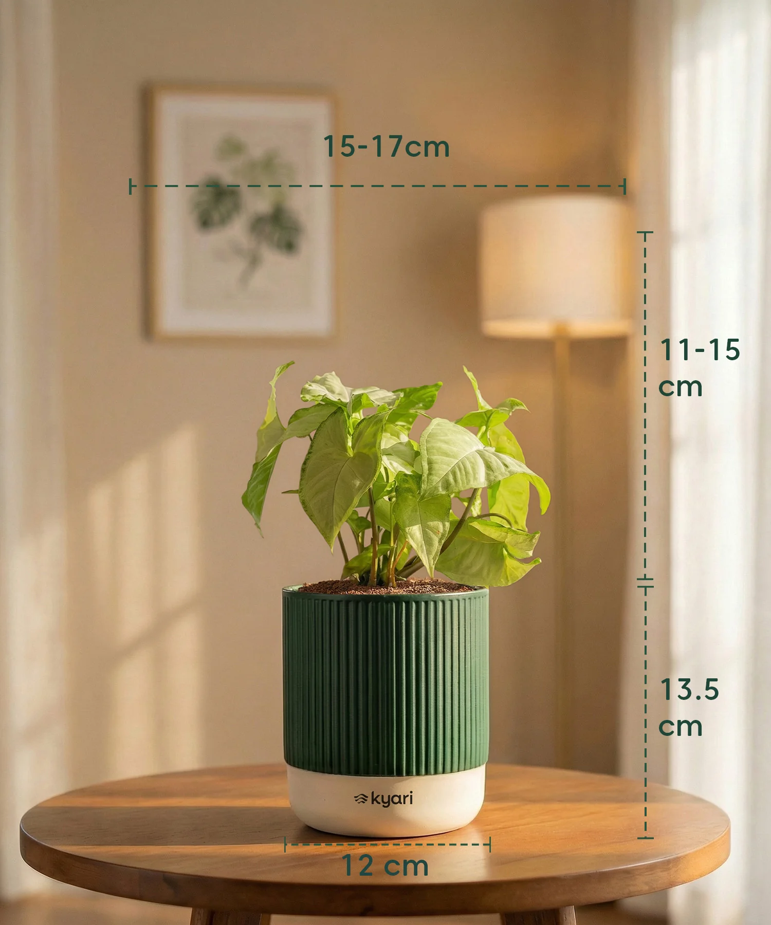 Syngonium Pixie White Plant with Medium Self Watering Pot - Image 43