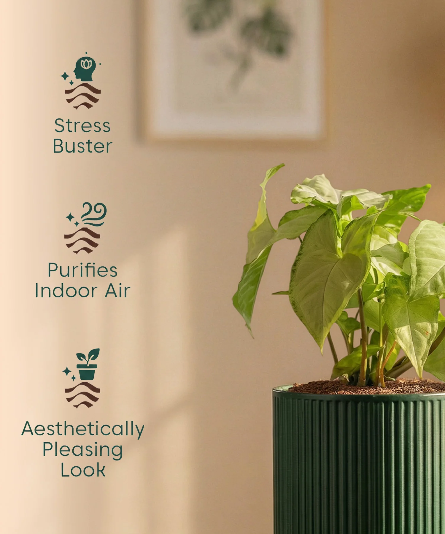Syngonium Pixie White Plant with Medium Self Watering Pot - Image 44