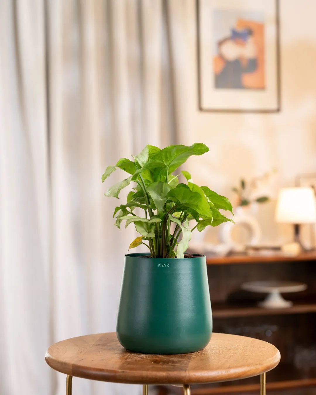Syngonium Pixie White Plant with Medium Self Watering Pot - Image 7