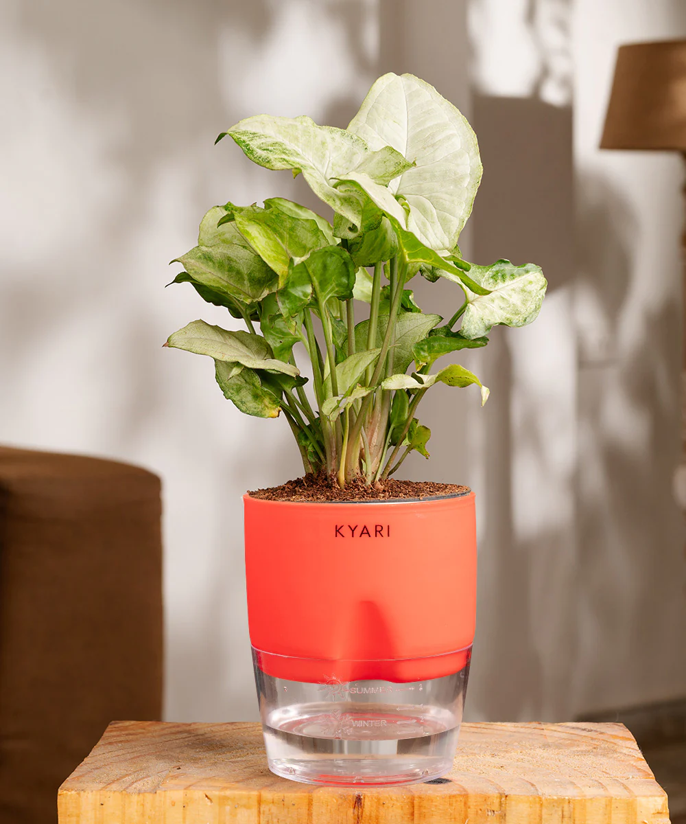 Syngonium Pixie White Plant With Self Watering Pot BYOB