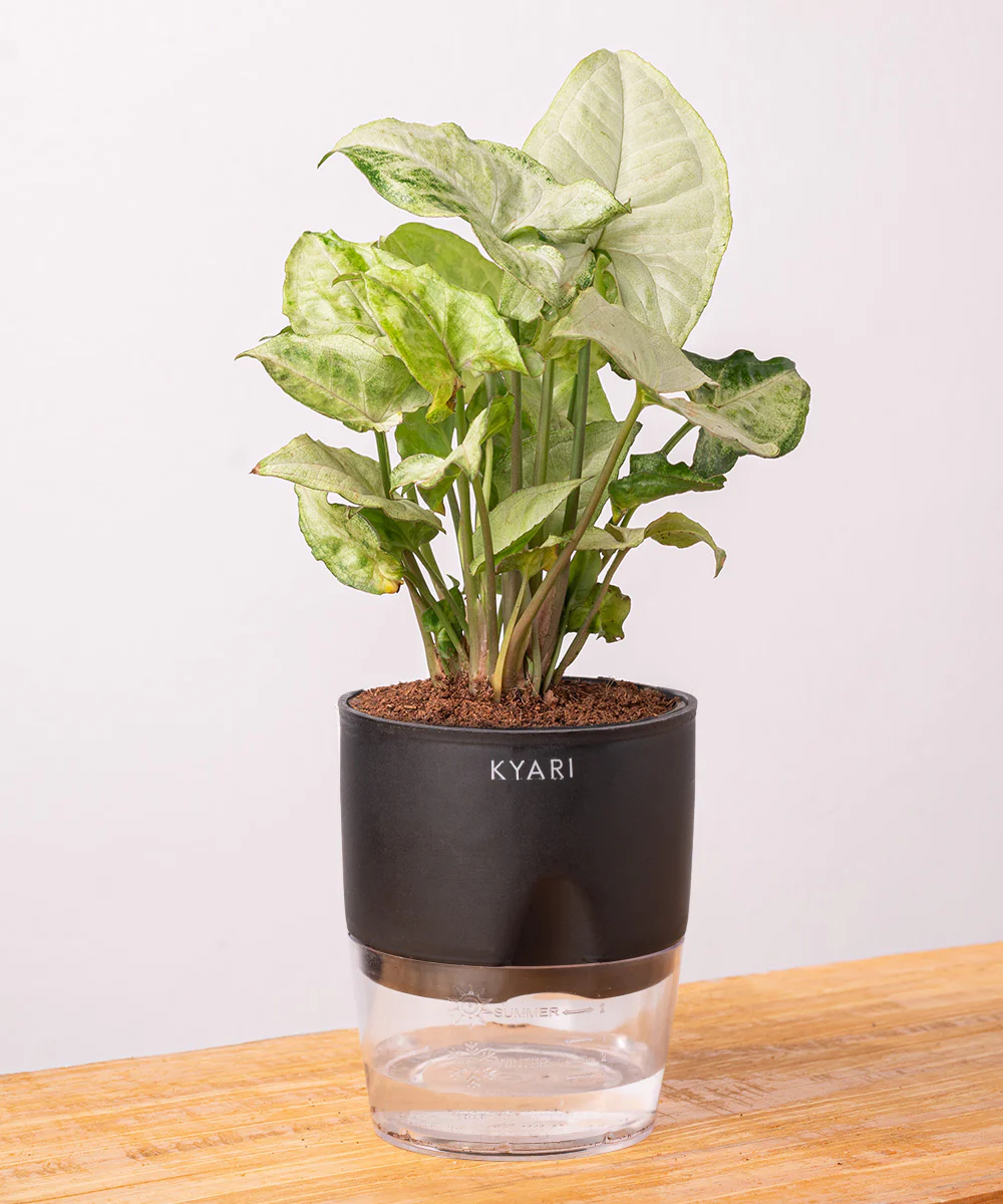 Syngonium Pixie White Plant With Self Watering Pot BYOB - Image 10
