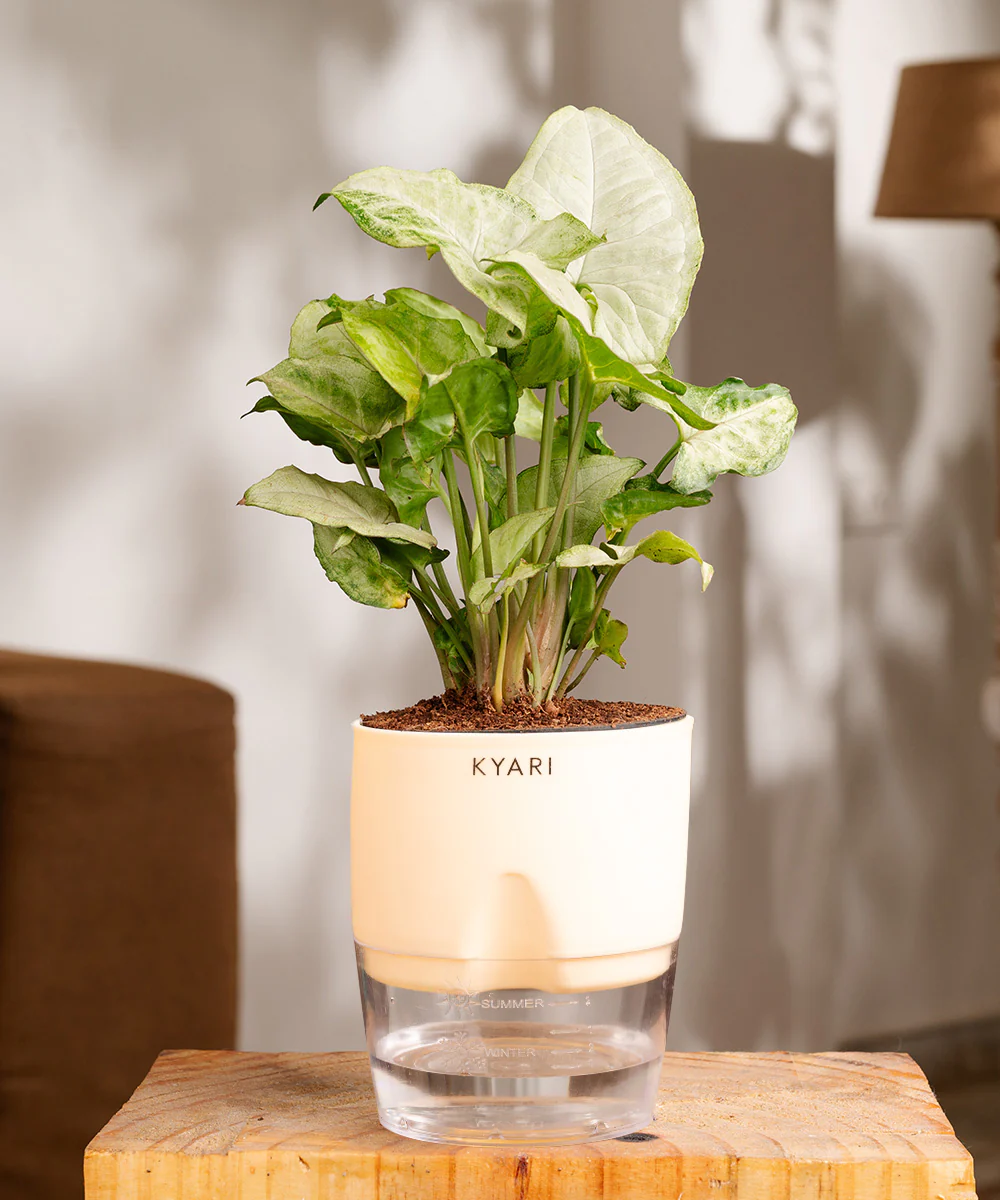 Syngonium Pixie White Plant With Self Watering Pot BYOB - Image 15