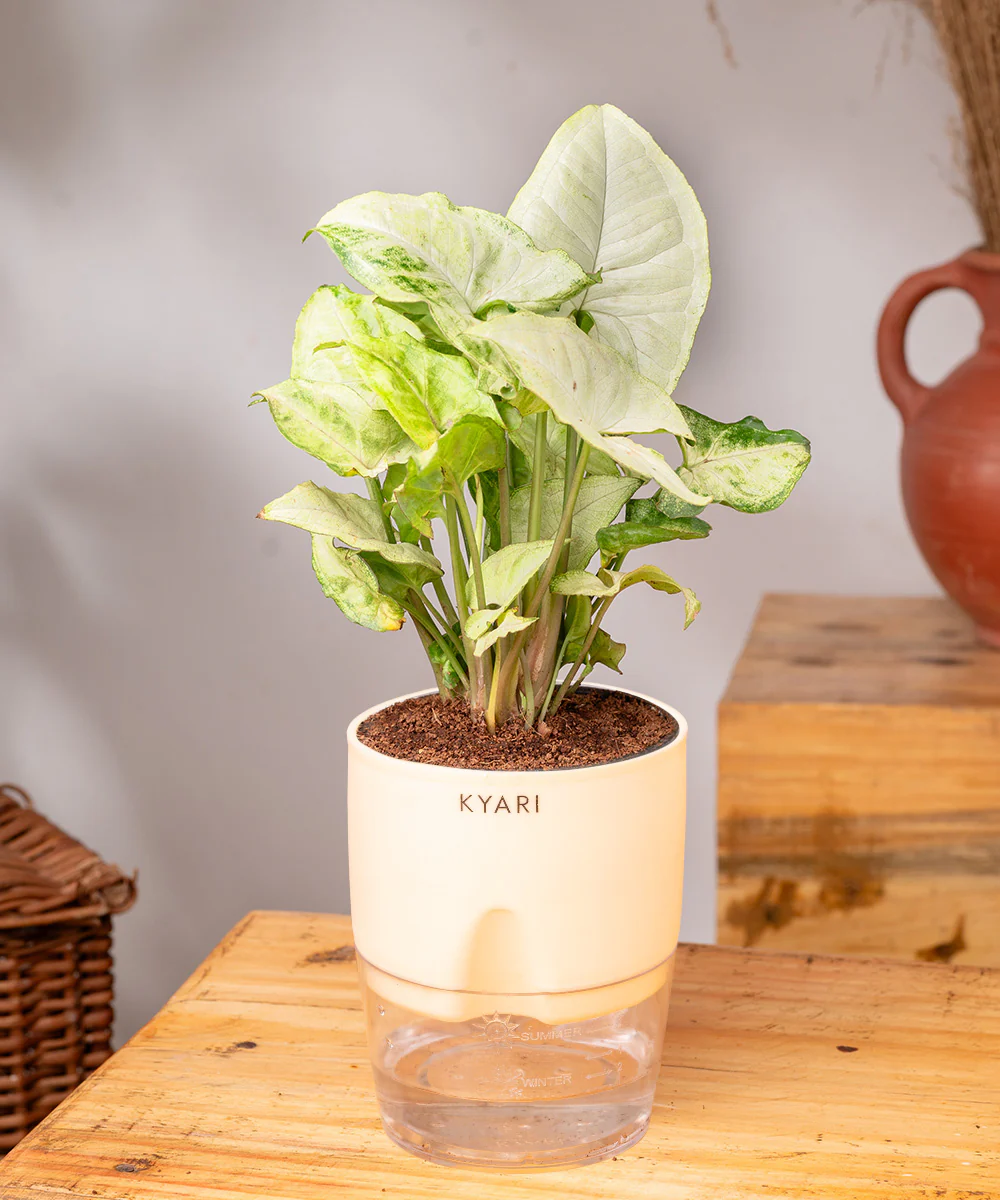 Syngonium Pixie White Plant With Self Watering Pot BYOB - Image 16
