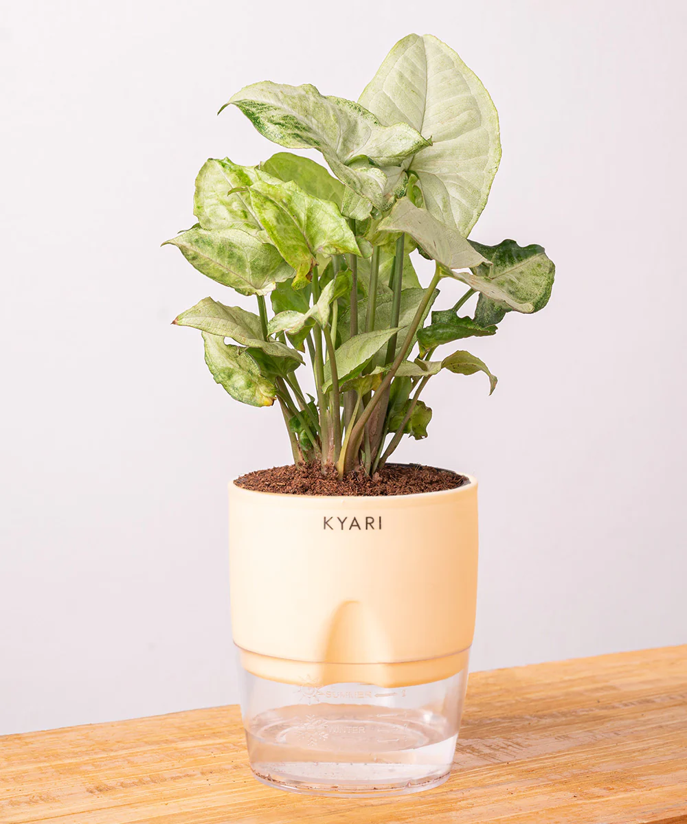 Syngonium Pixie White Plant With Self Watering Pot BYOB - Image 17