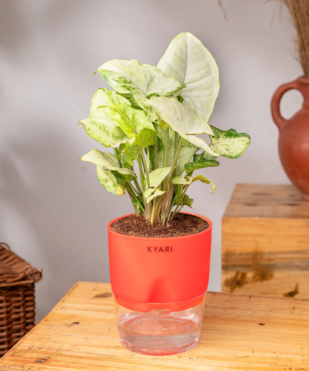 Syngonium Pixie White Plant With Self Watering Pot BYOB - Image 2