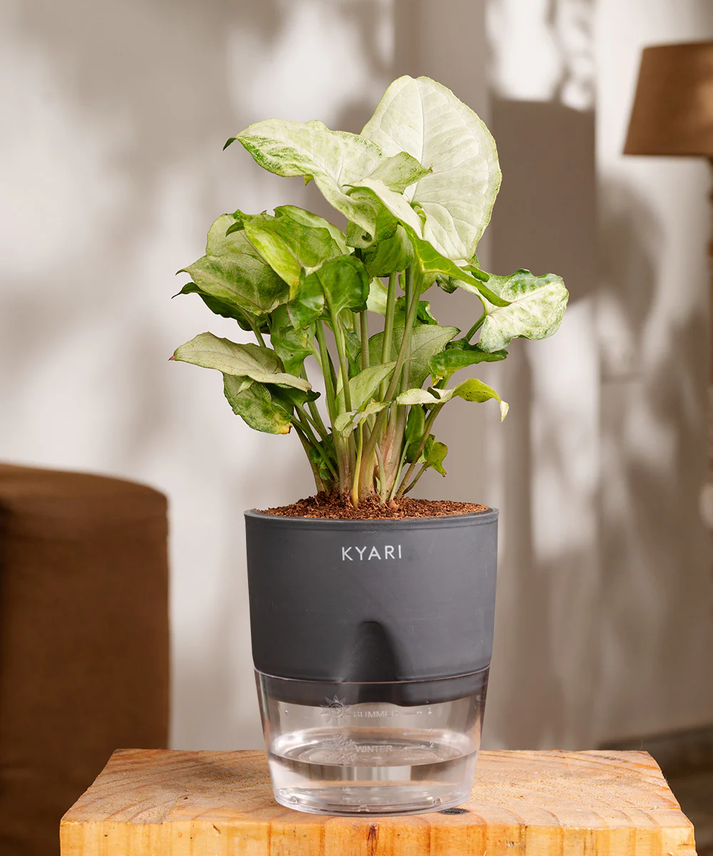 Syngonium Pixie White Plant With Self Watering Pot BYOB - Image 22