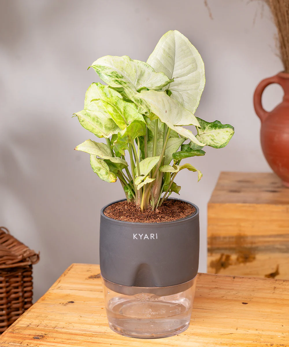 Syngonium Pixie White Plant With Self Watering Pot BYOB - Image 23