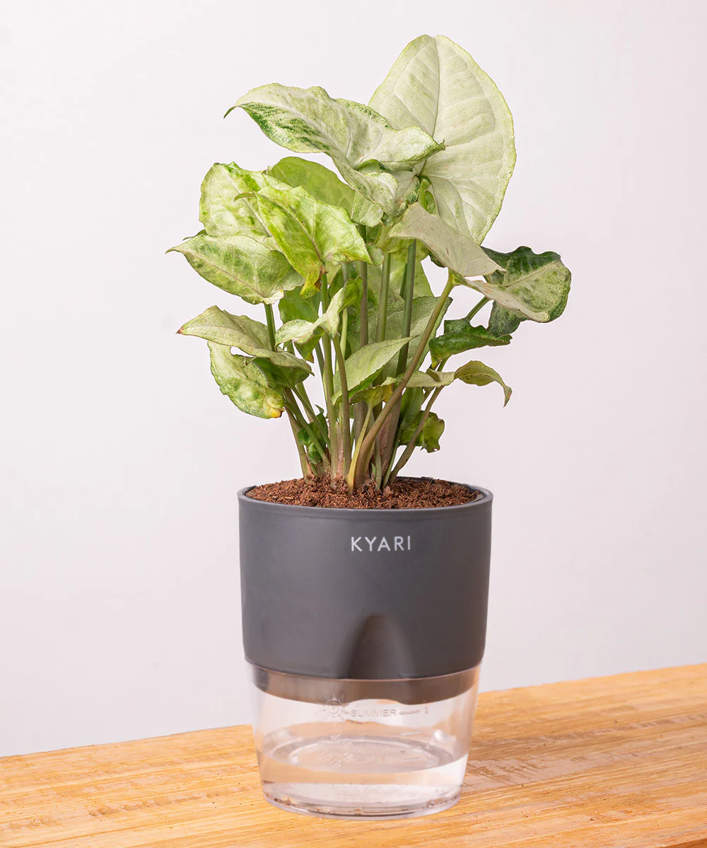 Syngonium Pixie White Plant With Self Watering Pot BYOB - Image 24