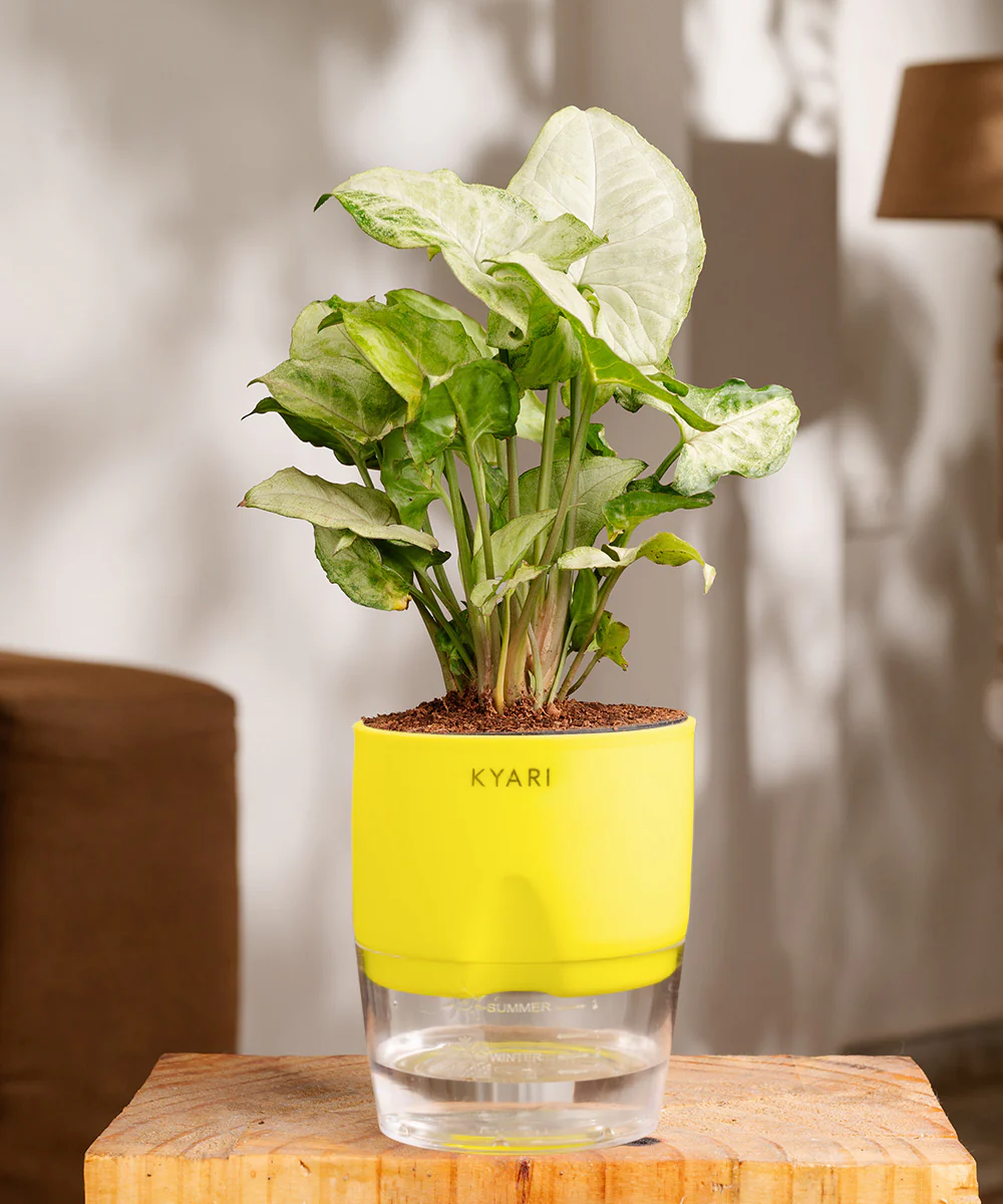 Syngonium Pixie White Plant With Self Watering Pot BYOB - Image 29