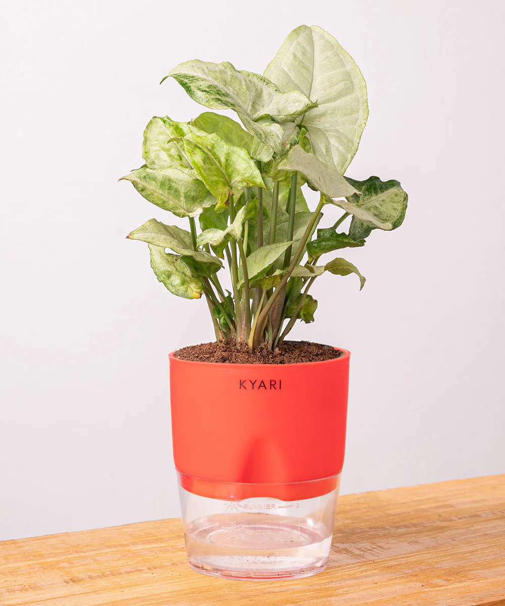 Syngonium Pixie White Plant With Self Watering Pot BYOB - Image 3
