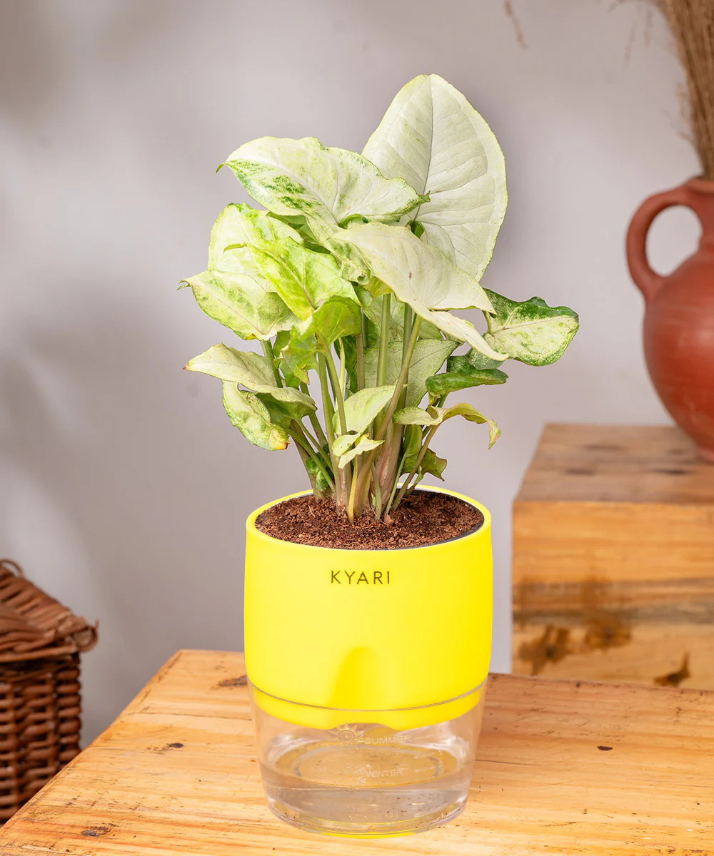Syngonium Pixie White Plant With Self Watering Pot BYOB - Image 30