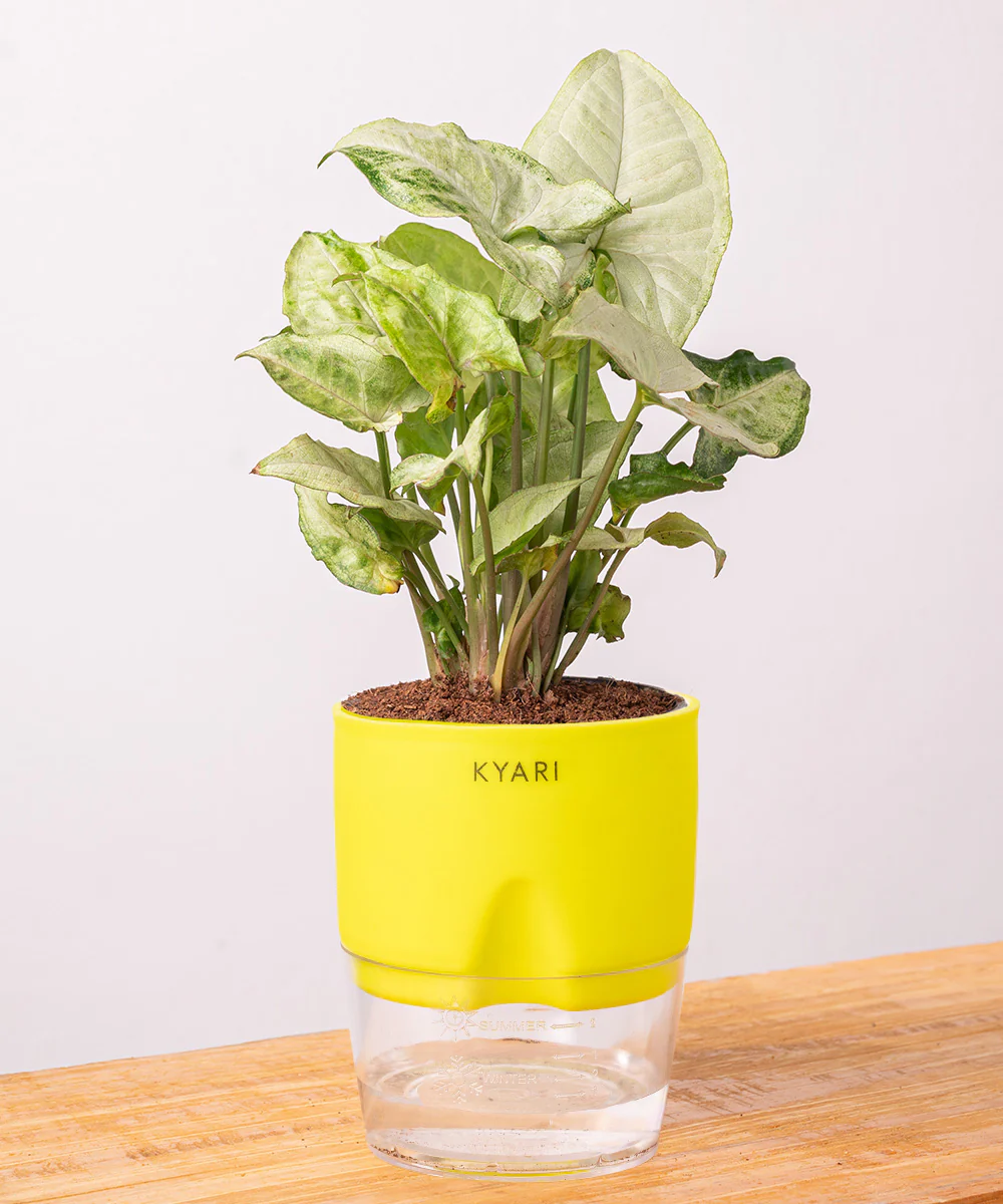Syngonium Pixie White Plant With Self Watering Pot BYOB - Image 31