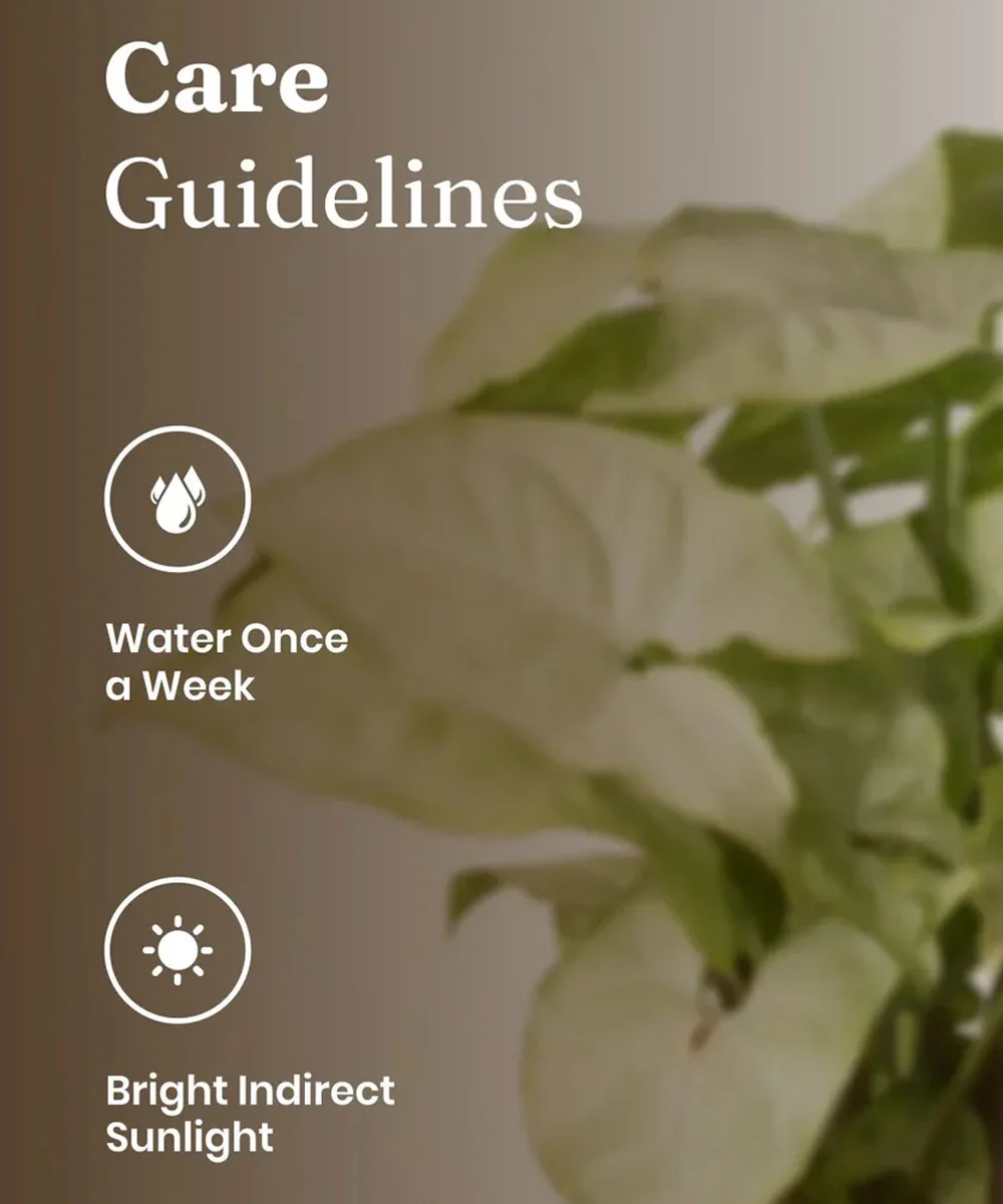 Syngonium Pixie White Plant With Self Watering Pot BYOB - Image 33
