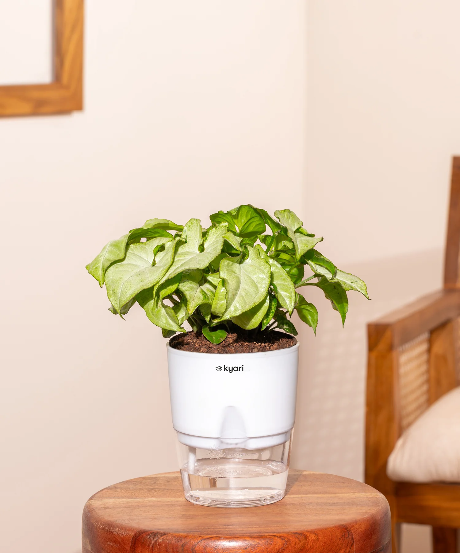 Syngonium Pixie White Plant With Self Watering Pot BYOB - Image 36