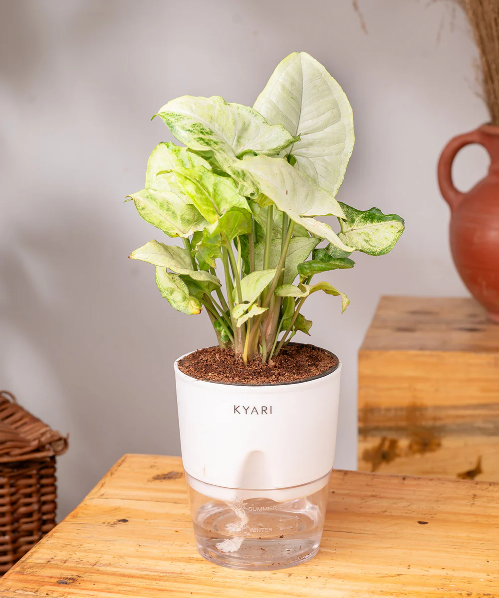 Syngonium Pixie White Plant With Self Watering Pot BYOB - Image 37