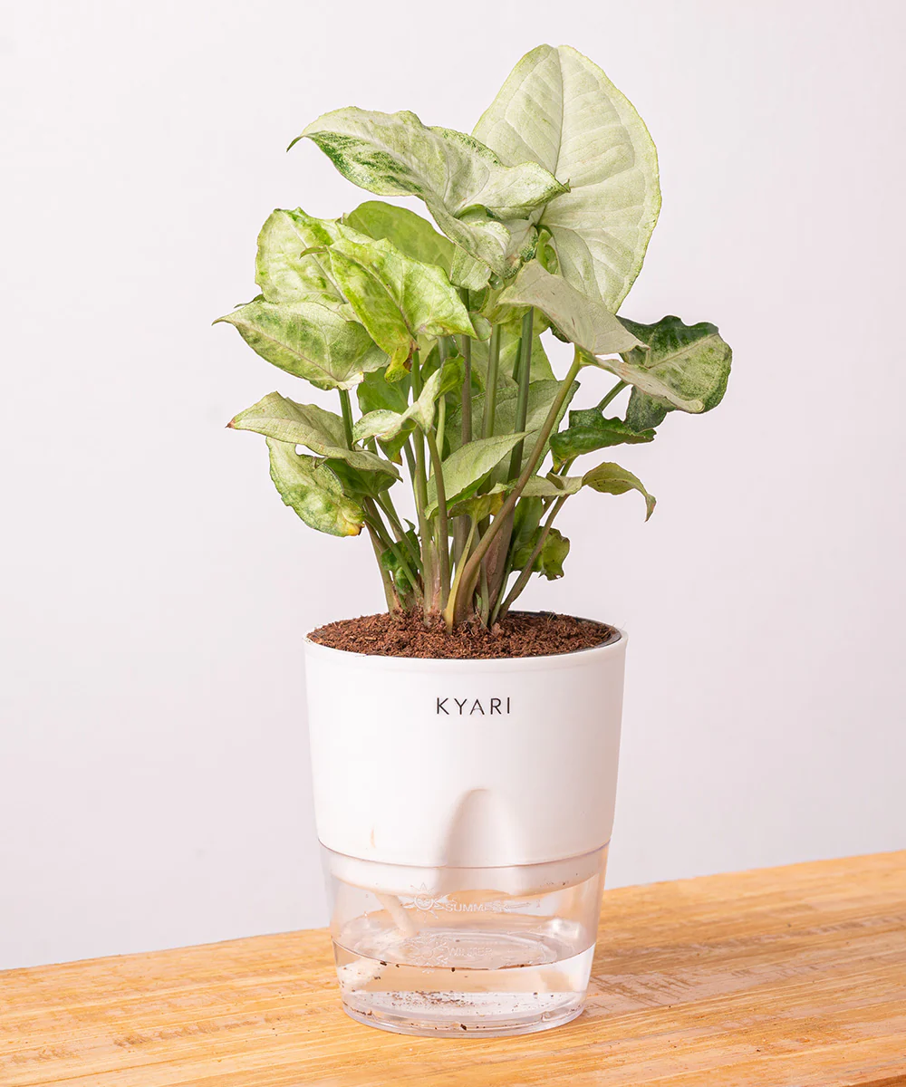 Syngonium Pixie White Plant With Self Watering Pot BYOB - Image 38