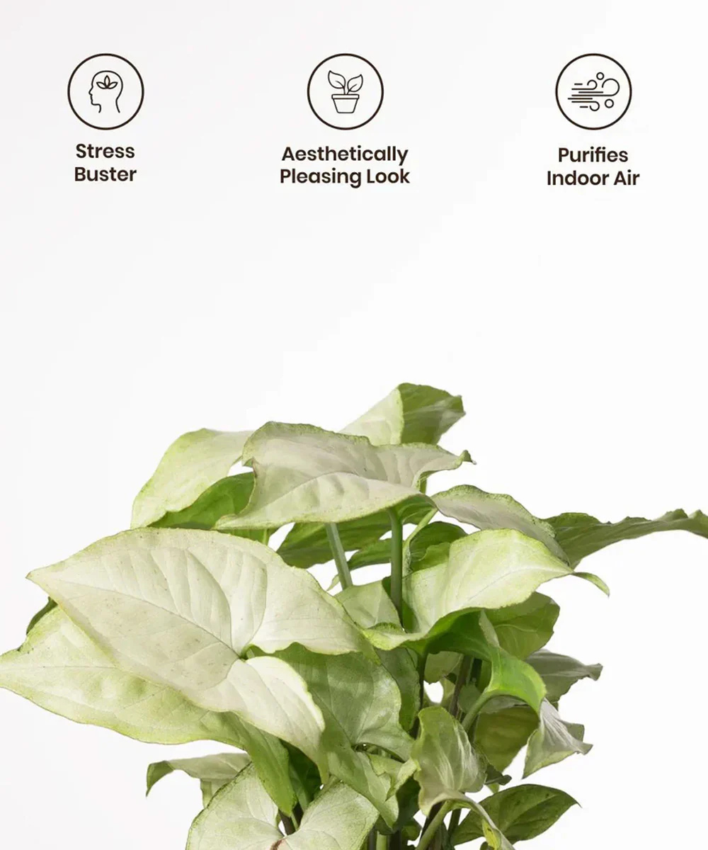 Syngonium Pixie White Plant With Self Watering Pot BYOB - Image 39