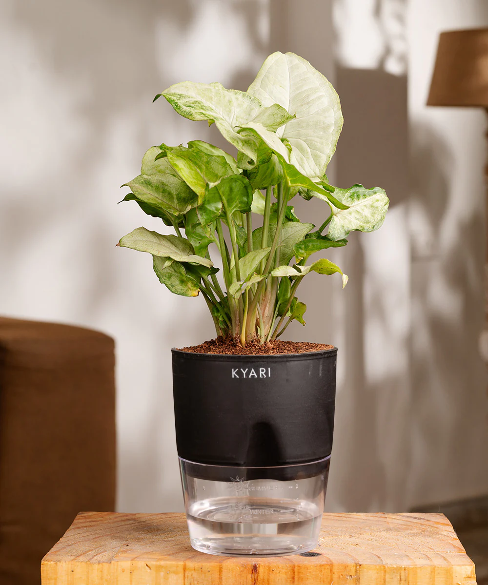 Syngonium Pixie White Plant With Self Watering Pot BYOB - Image 8