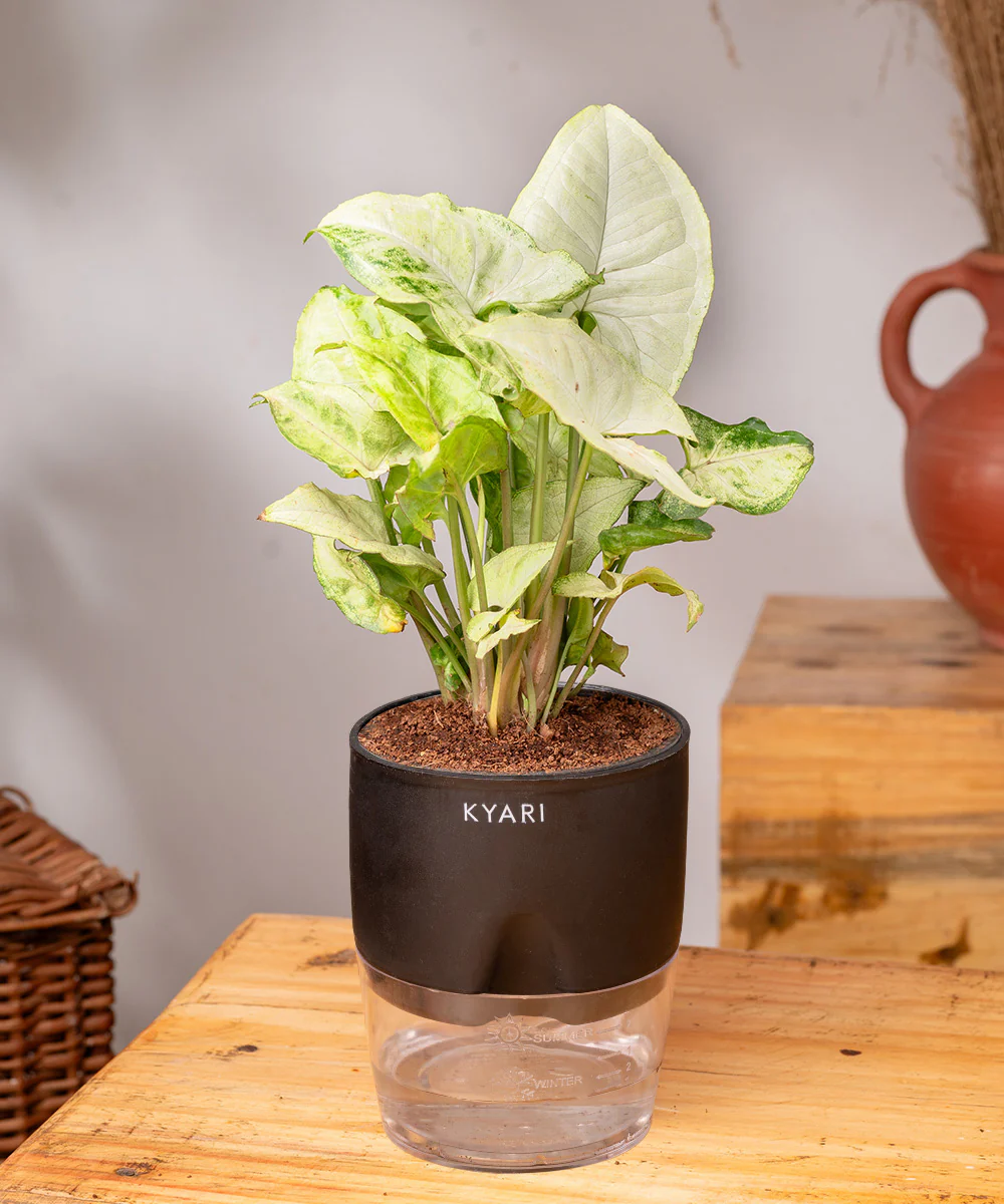 Syngonium Pixie White Plant With Self Watering Pot BYOB - Image 9