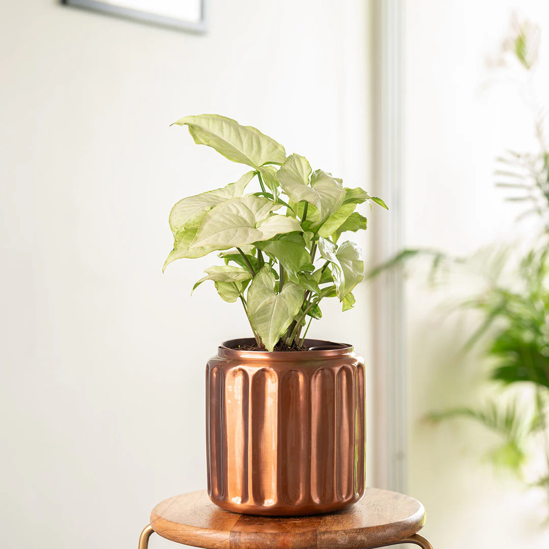 Syngonium Pixie White Plant with Medium Metal Self Watering Pot - Image 15
