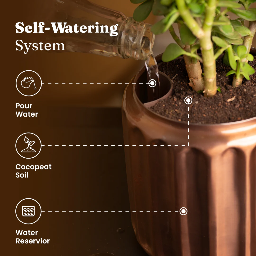 Syngonium Pixie White Plant with Medium Metal Self Watering Pot - Image 19