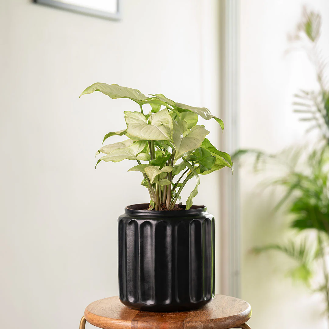 Syngonium Pixie White Plant with Medium Metal Self Watering Pot - Image 22