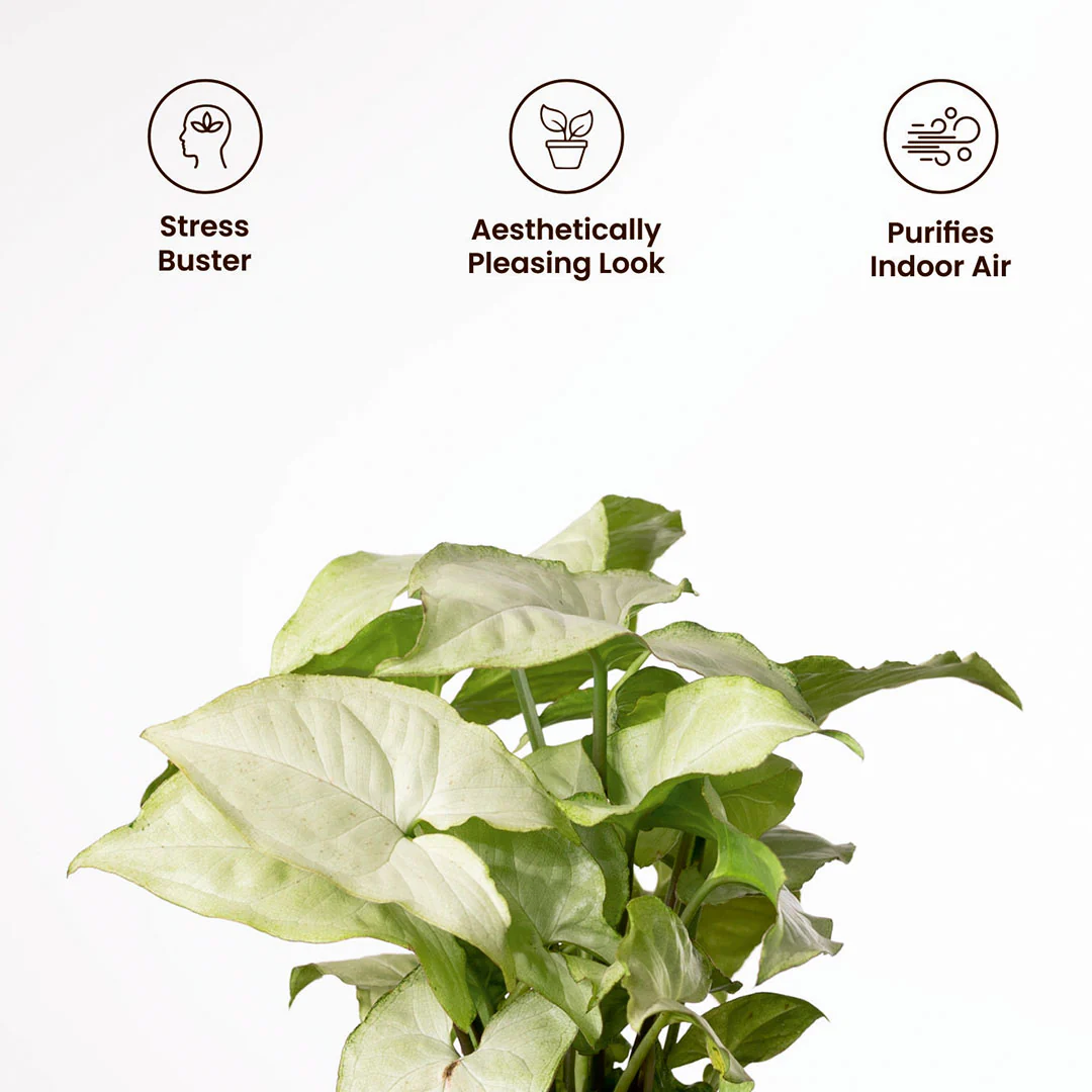 Syngonium Pixie White Plant with Medium Metal Self Watering Pot - Image 5