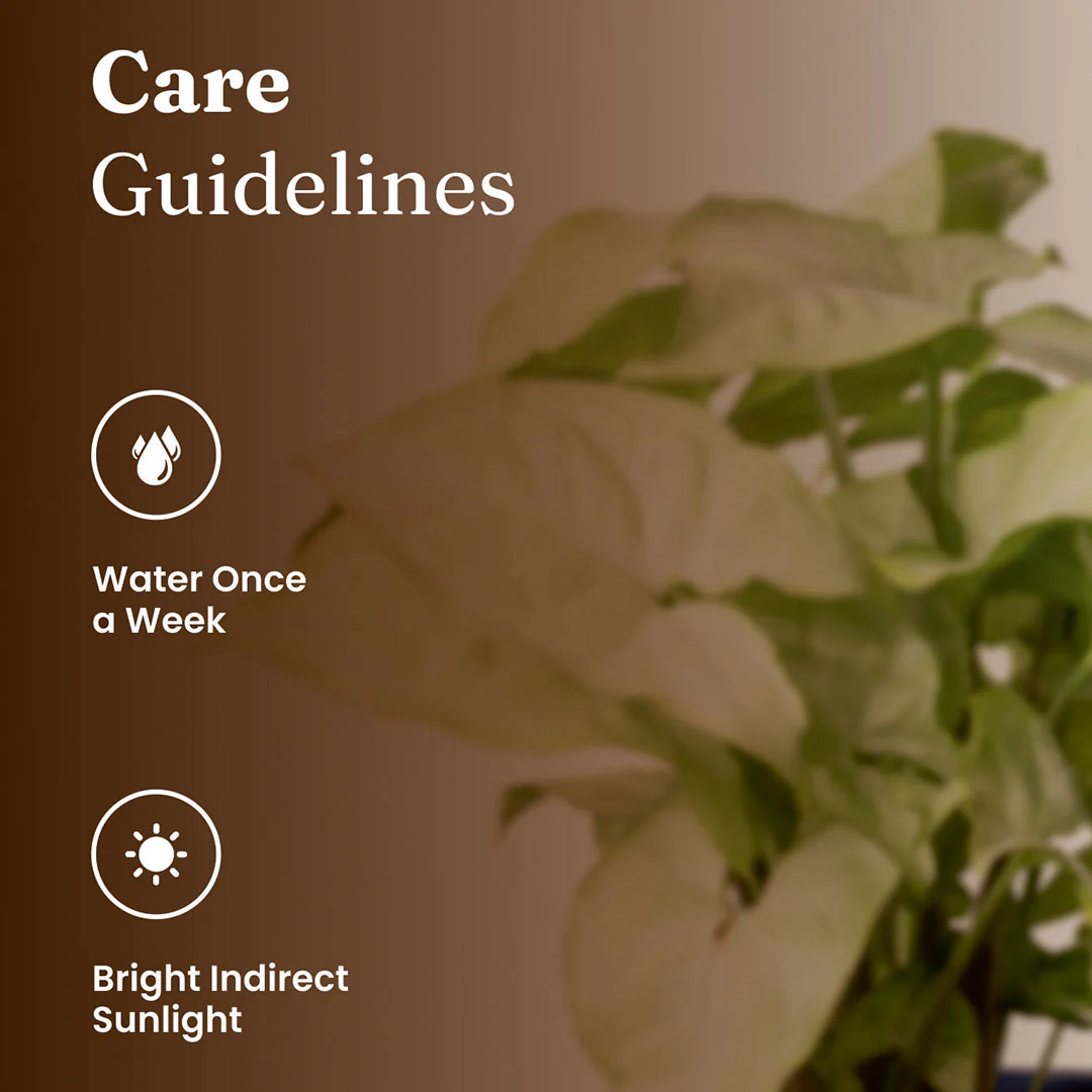 Syngonium Pixie White Plant with Medium Metal Self Watering Pot - Image 7