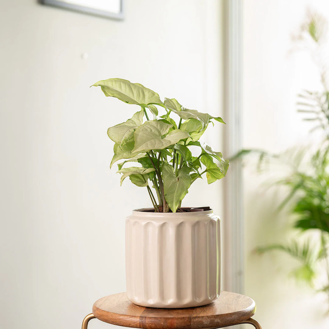 Syngonium Pixie White Plant with Medium Metal Self Watering Pot - Image 8