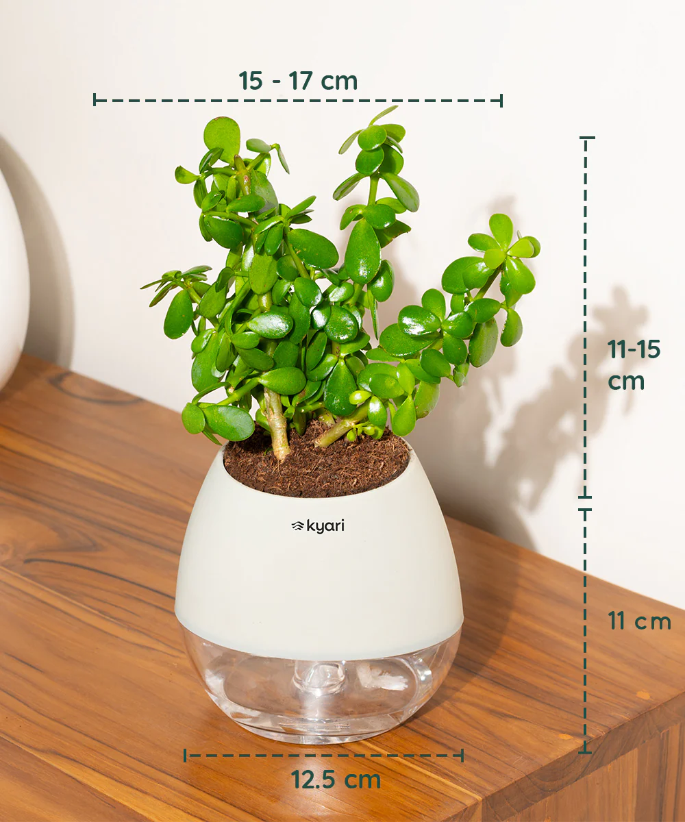 Lucky Jade Plant With Self Watering Pot - Image 102